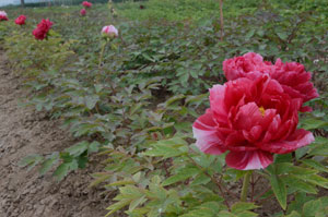 不知道牡丹花苗长什么样子？花农带你到牡丹苗圃转一转！