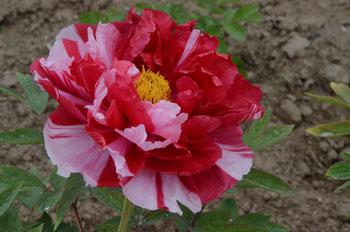 岛锦牡丹开花时间几月份？