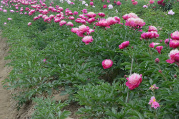 菏泽成武牡丹芍药鲜花基地批发直销