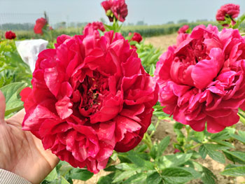 漂亮的芍药花图片大全（高清大图欣赏）