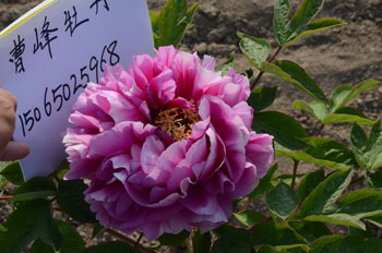 叠云牡丹花苗价格多少钱？