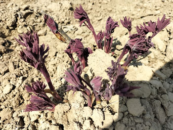 牡丹品种金星雪浪和大魏紫发芽了