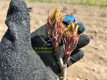 红旭牡丹苗子已经发芽了，静待花开！