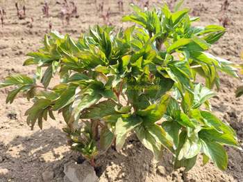 芍药珊瑚落日怎么样？