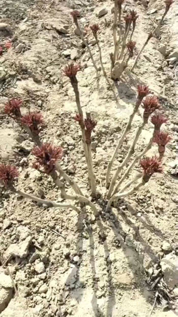 3月初菏泽牡丹花开了吗？