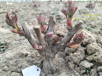 牡丹花刚出牙（芽）什么样子图片