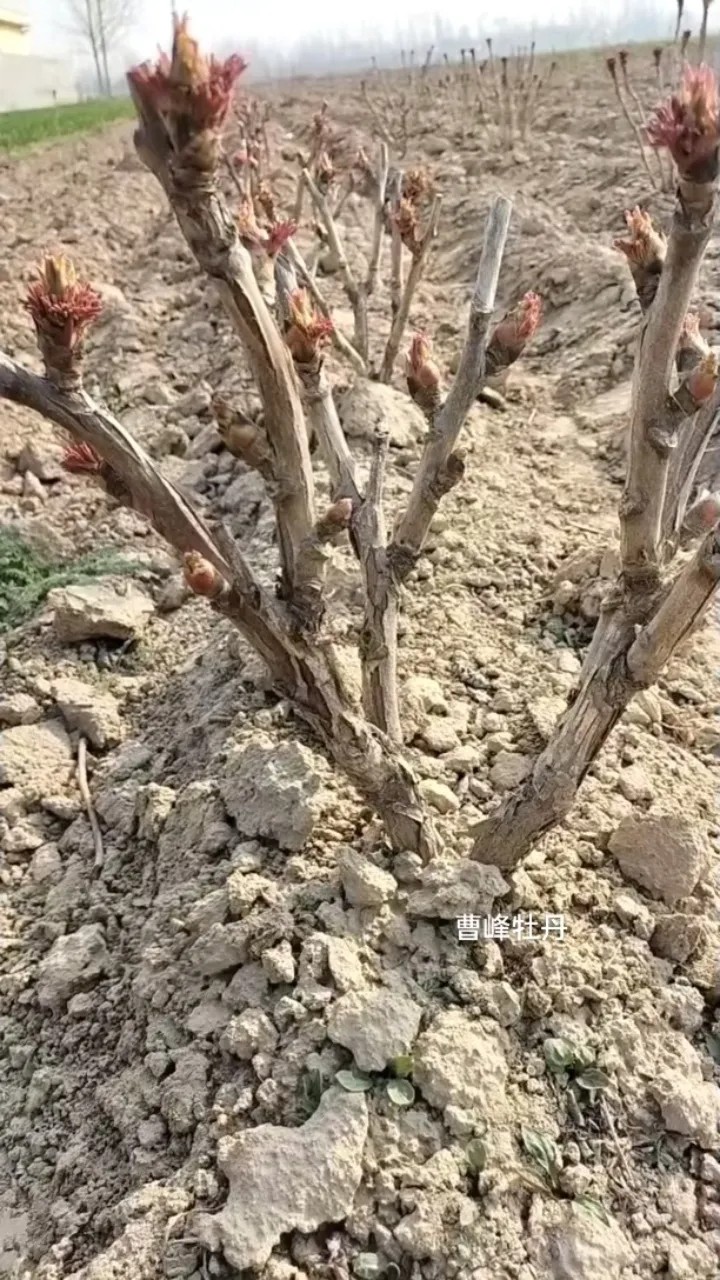 牡丹花刚出牙（芽）的样子图片