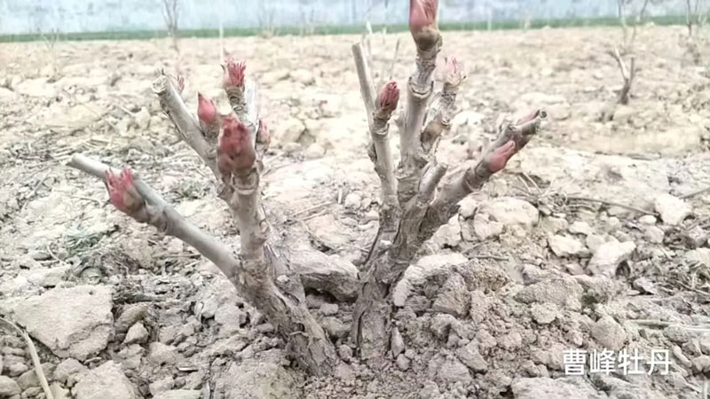 牡丹花刚出牙（芽）的样子图片