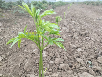 黄金轮芍药花苗价格贵吗？