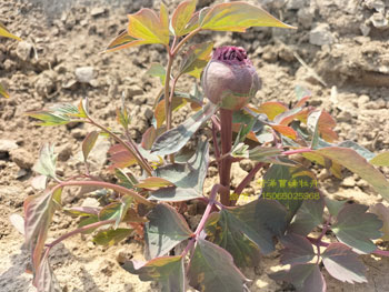 冠世墨玉牡丹花苗，苗圃实拍