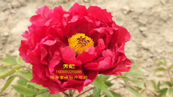 花友们心中最红的牡丹品种——芳纪