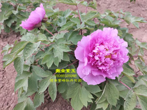 撒金紫玉牡丹品种介绍