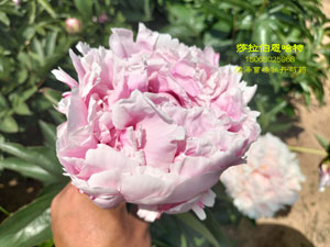 进口芍药莎拉·伯恩哈特(Paeonia Sarah Bernhardt)