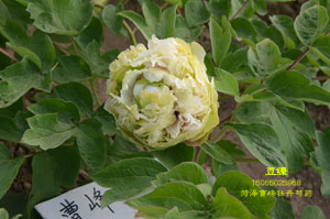 绿幕隐玉和豆绿哪个好？有什么区别？
