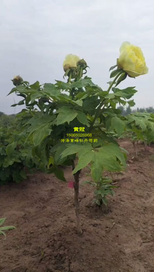 一棵漂亮的黄冠牡丹小独杆