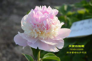 天使的脸颊 AngelCheeks