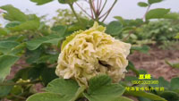 豆绿牡丹花图片视频