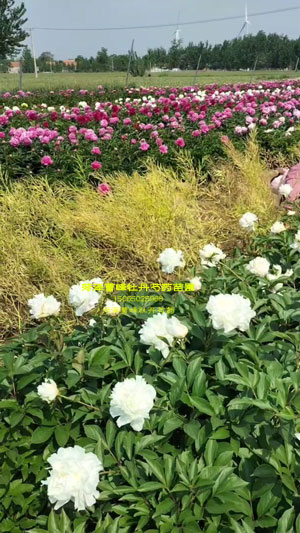 菏泽曹峰牡丹芍药苗圃花苗对版吗？花开实拍！