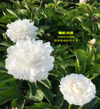 白色重瓣芍药花品种：杨妃出浴芍药图片视频