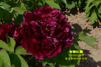 百园红霞牡丹花图片