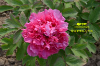 卷叶红牡丹花图片