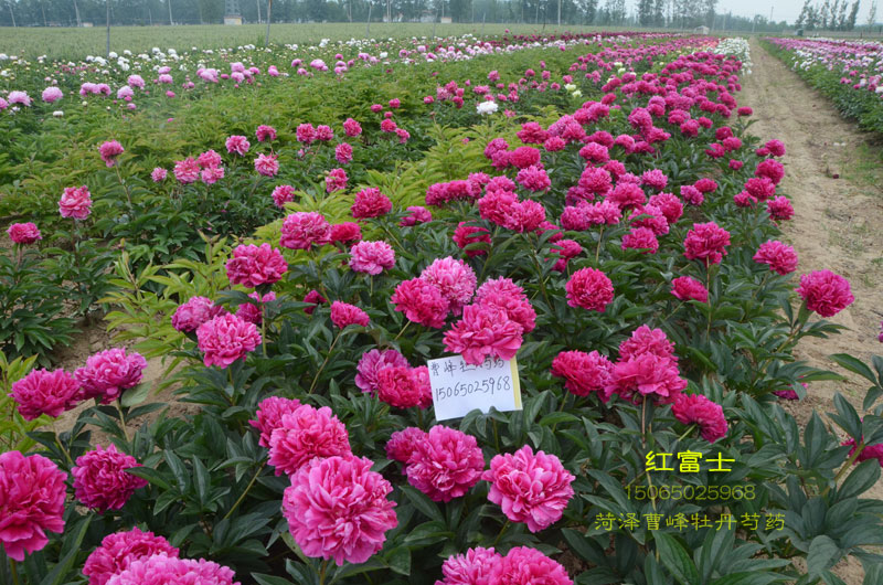 芍药红富士图片.jpg