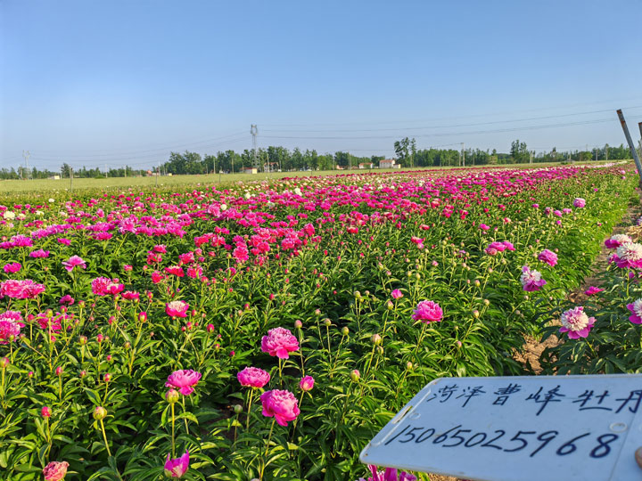 菏泽曹峰牡丹芍药苗圃照片.jpg