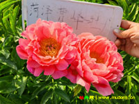 芍药哪个品种好看好养？落日珊瑚不妨了解一下~