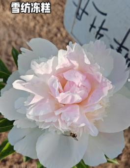雪纺冻糕芍药小苗开品不太理想……