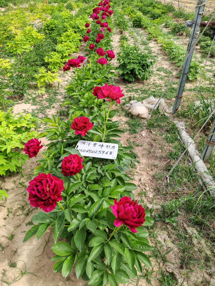 老忠诚芍药.jpg