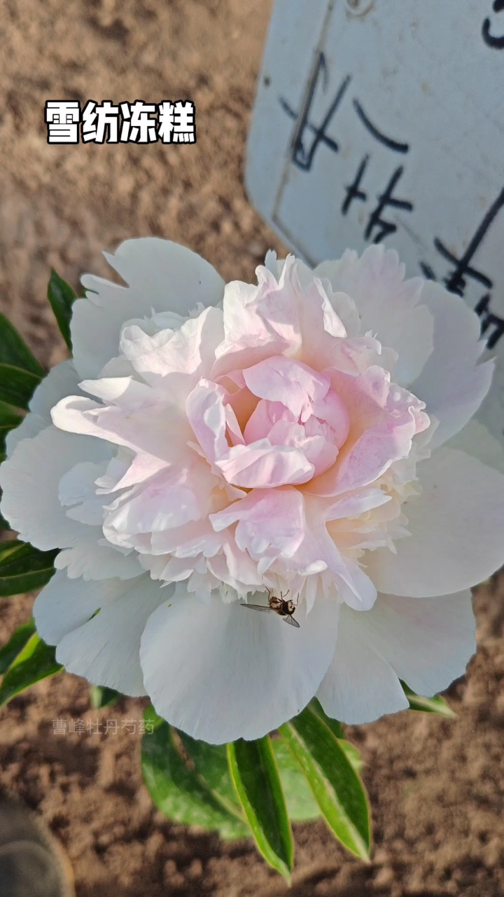 雪纺冻糕芍药图片