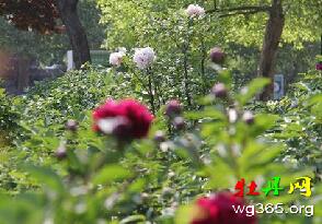 4月底，菏泽牡丹与芍药争艳