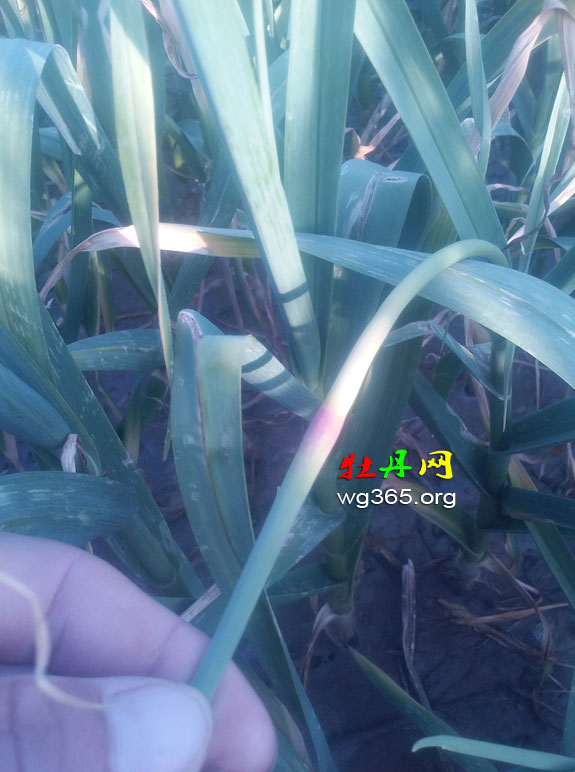 菏泽本地蒜薹价格