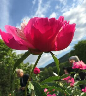 芍药花图片大全大图高清素材（48张）