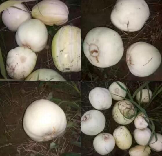 菏泽除了牡丹还有好吃的哦