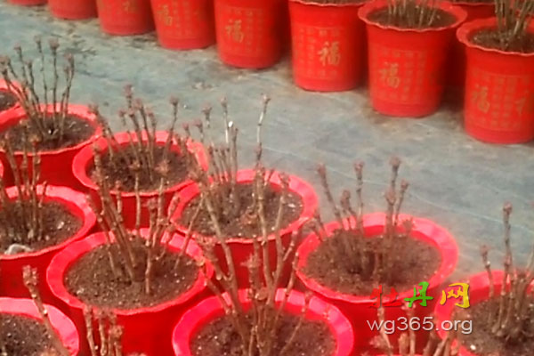菏泽催花牡丹.jpg 菏泽催花牡丹.jpg