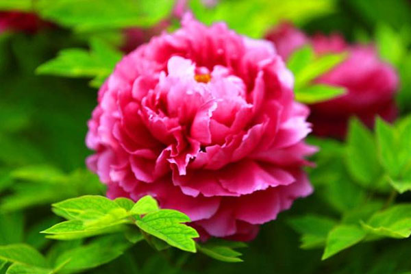 牡丹花.jpg
