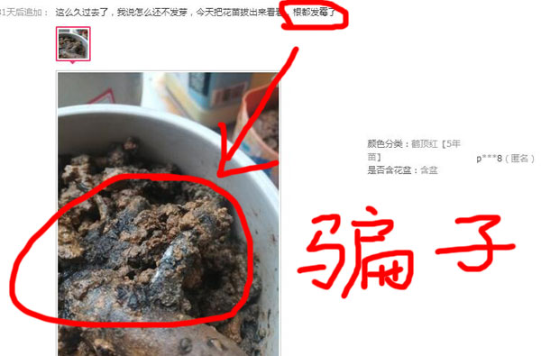 网上卖的假牡丹花苗.jpg