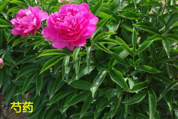 芍药和牡丹的区别：芍药叶子图片.jpg
