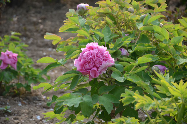 牡丹花.jpg 牡丹花.jpg