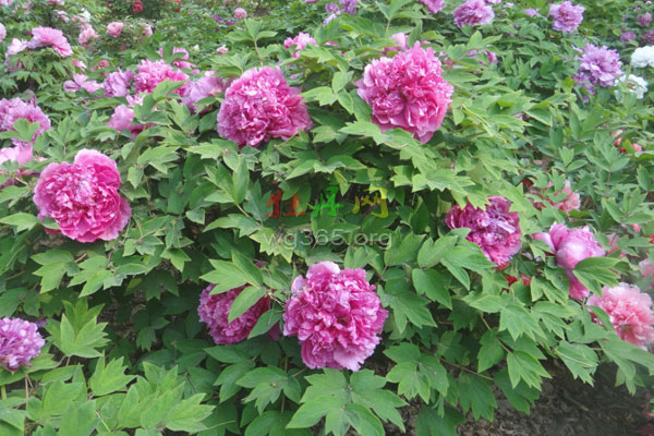 菏泽牡丹.jpg 菏泽牡丹.jpg