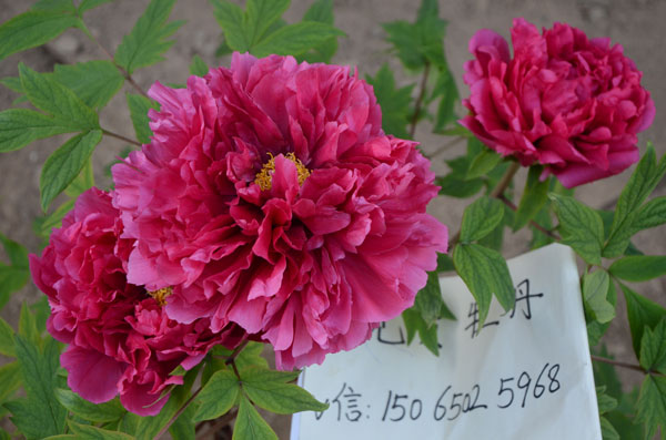 牡丹花.jpg 牡丹花.jpg