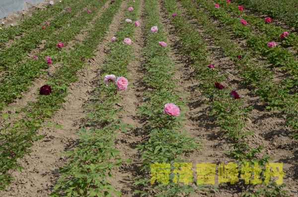菏泽牡丹花.jpg 菏泽牡丹花.jpg