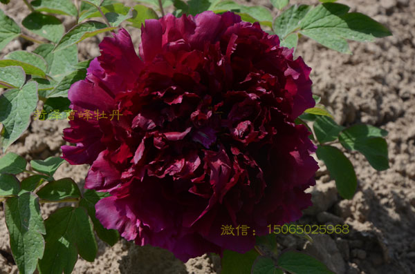 菏泽观赏牡丹.jpg
