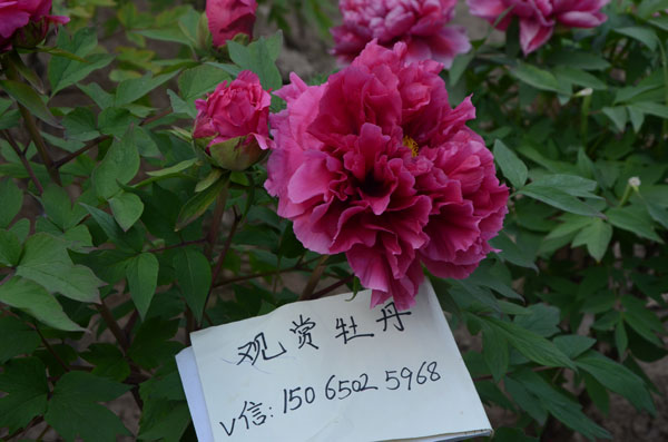 牡丹花苗.jpg