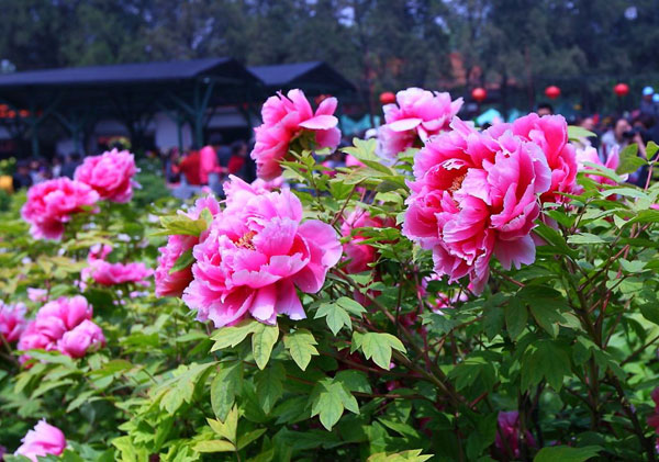洛阳牡丹花会门票价格介绍.jpg