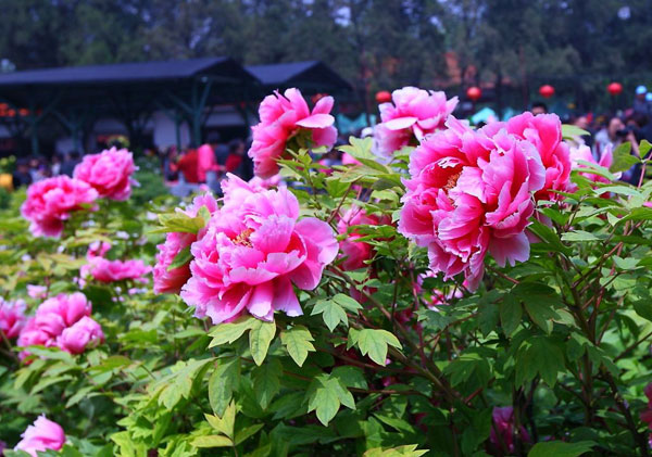 洛阳牡丹花会门票价格介绍.jpg