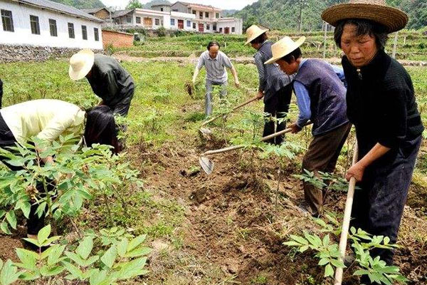 牡丹地怎么除草