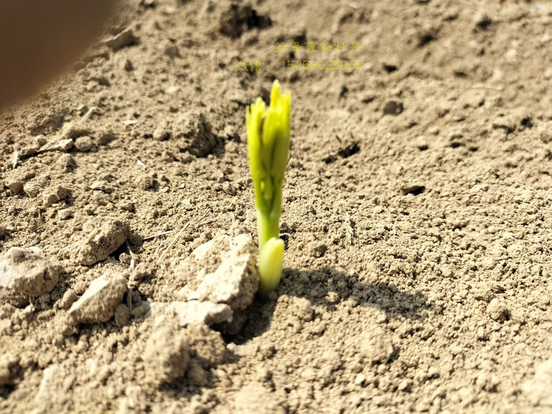 正宗黄金轮芍药苗图片